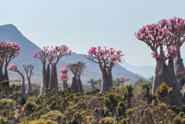 Socotra_2025 (8/76)
